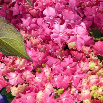 Hortensia - Hydrangea macrophylla Curly Sparkle Red