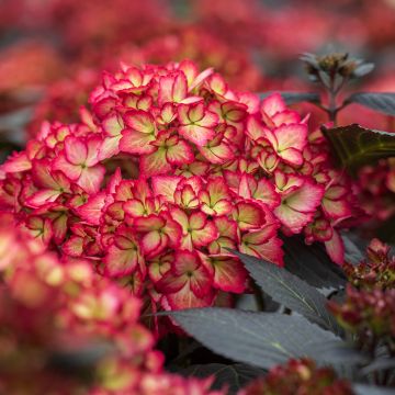 Hortensia - Hydrangea macrophylla Dark Angel Purple