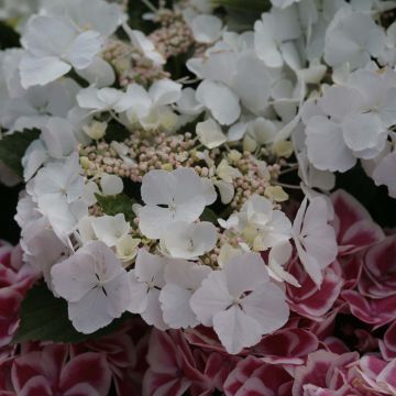 Hortensia - Hydrangea macrophylla Elegance®