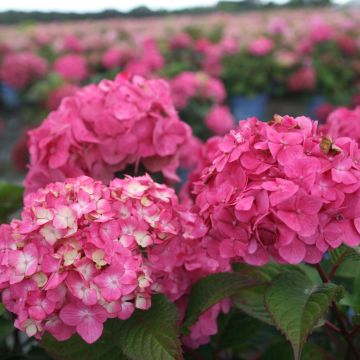 Hortensia  - Hydrangea macrophylla Endless Summer'® Bloomstar