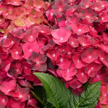 Hortensia - Hydrangea macrophylla Magical Ruby Tuesday