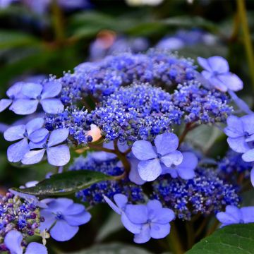 Hortensia macrophylla Mariesii Perfecta