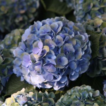 Hortensia macrophylla Mathilde Gutges