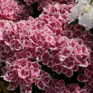 Hortensia - Hydrangea macrophylla Red Ace
