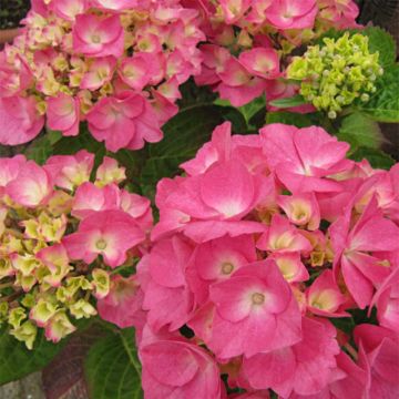 Hortensia - Hydrangea macrophylla Rosita 