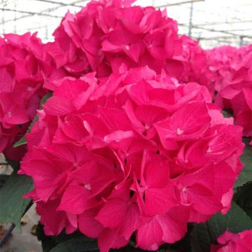 Hortensia - Hydrangea macrophylla Selma