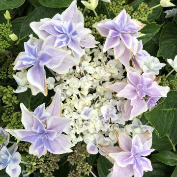 Hortensia - Hydrangea macrophylla Stargazer