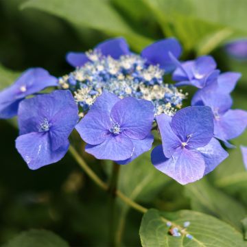 Hortensia macrophylla Teller Blue