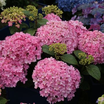 Hortensia - Hydrangea macrophylla Umbrella