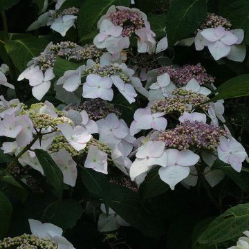 Hortensia - Hydrangea macrophylla Veitchii