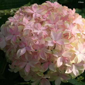 Hortensia - Hydrangea macro Tea Time Together - 