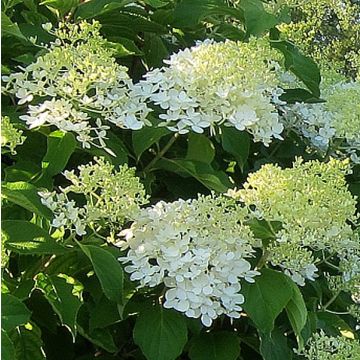 Hydrangea paniculata Bombshell - Hortensia paniculé