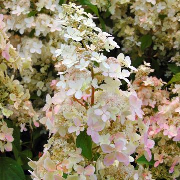 Hydrangea paniculata Confetti - Hortensia paniculé