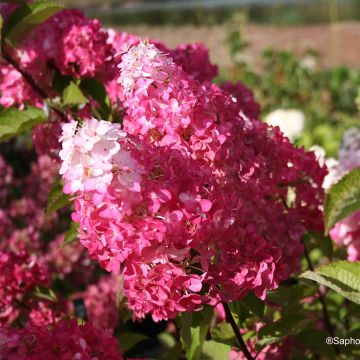 Hydrangea paniculata Fraise Melba - Hortensia paniculé