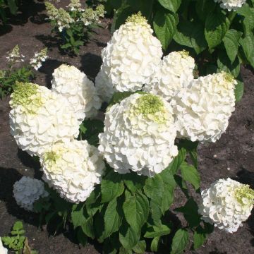 Hydrangea paniculata Magical Mont Blanc - Hortensia paniculé