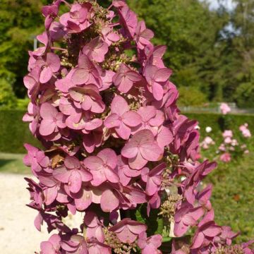 Hortensia - Hydrangea paniculata Mega Mindy