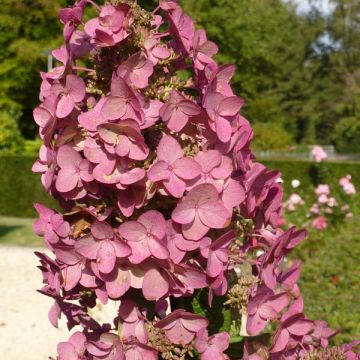 Hydrangea paniculata Mega Mindy - Hortensia paniculé