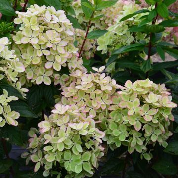 Hortensia - Hydrangea paniculata Pastelgreen ® Rencolor
