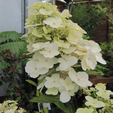 Hydrangea paniculata Unique - Hortensia paniculé