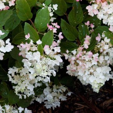 Hortensia - Hydrangea paniculata White Diamond