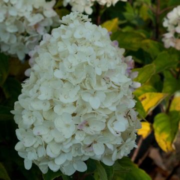 Hortensia - Hydrangea paniculata Silver Dollar en pot de 10 L