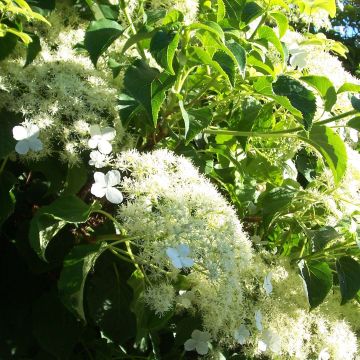 Hydrangea petiolaris Flying Saucer - Hortensia grimpant