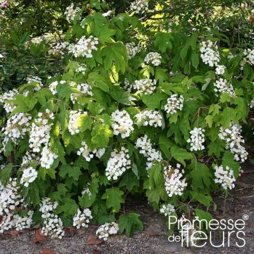 Hydrangea quercifolia Alice - Hortensia à feuilles de chêne