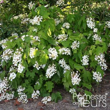 Hydrangea quercifolia Alice - Hortensia à feuilles de chêne