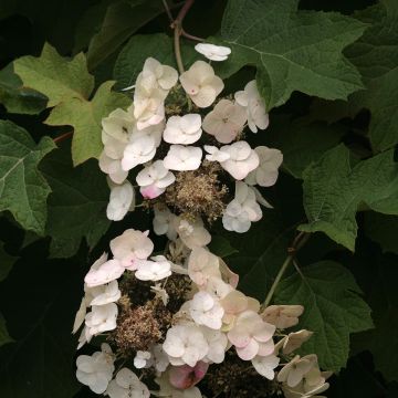 Hortensia à feuilles de chêne - Hydrangea quercifolia Burgundy