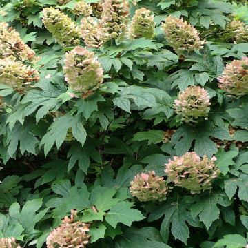 Hydrangea quercifolia Jetstream - Hortensia à feuilles de chêne