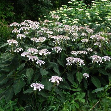 Hortensia - Hydrangea aspera Sargentiana