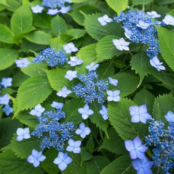 Hortensia serrata Annie's Blue