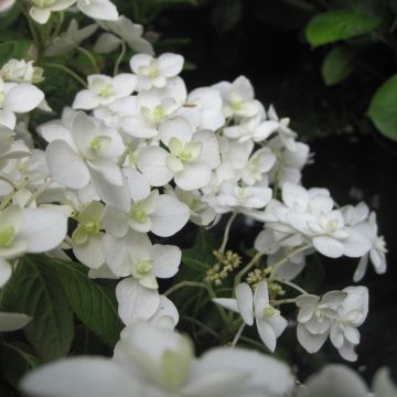 Hortensia - Hydrangea serrata Hakucho