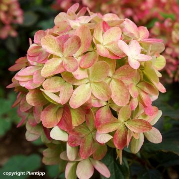 Hydrangea paniculata Graffiti - Hortensia paniculé