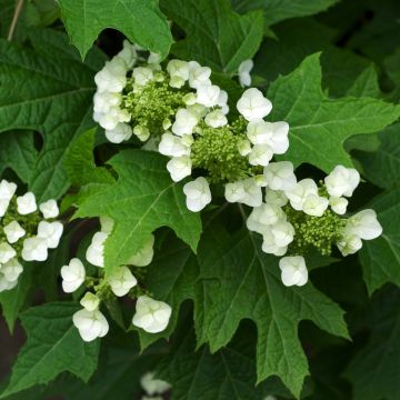 Hydrangea quercifolia - Hortensia à feuilles de chêne