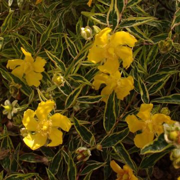 Hypericum Hidcote Limelight - Millepertuis panaché