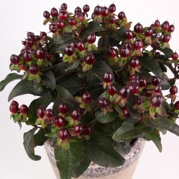 Millepertuis Miracle Night - Hypericum