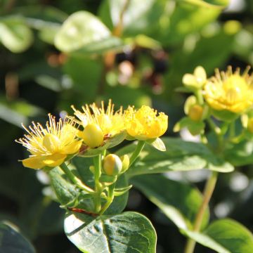 Hypericum inodorum Magical Sunshine - Millepertuis 