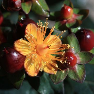 Millepertuis Magical® Universe - Hypericum (x) inodorum