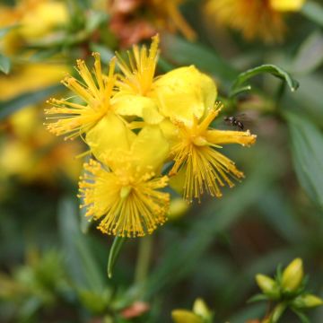 Millepertuis - Hypericum densiflorum Buttercup