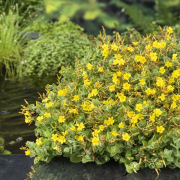 Hypericum elodes - Millepertuis des marais