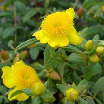 Millepertuis Magical® Universe - Hypericum (x) inodorum