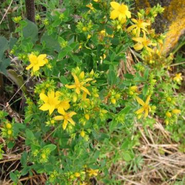 Hypericum perforatum - Millepertuis officinal, perforé