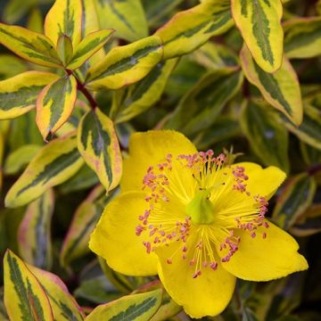 Hypericum (x) moserianum Little Misstery - Millepertuis de Moser 