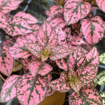 Hypoestes Hippo Pink Mini-mottes