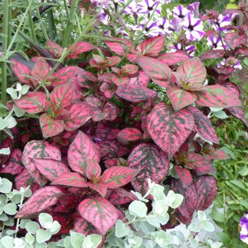 Hypoestes Hippo Red Mini-mottes