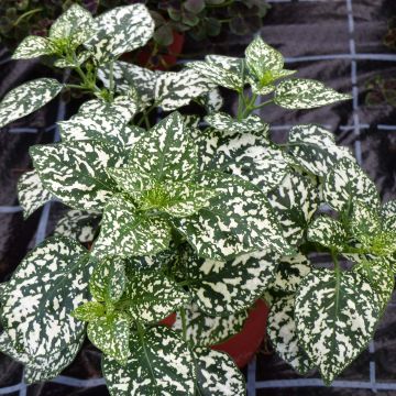 Hypoestes Hippo White