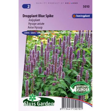 Graines d'Agastache foeniculum Blue Spike - Hysope anisée