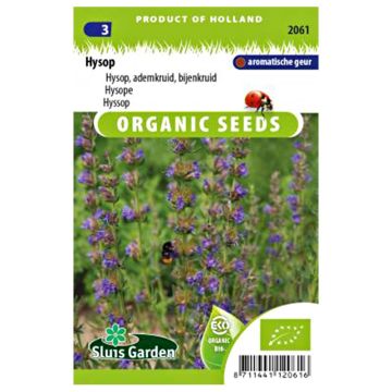 Hysope officinale Bio