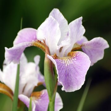 Iris sibirica Tipped in Blue - Iris de Sibérie